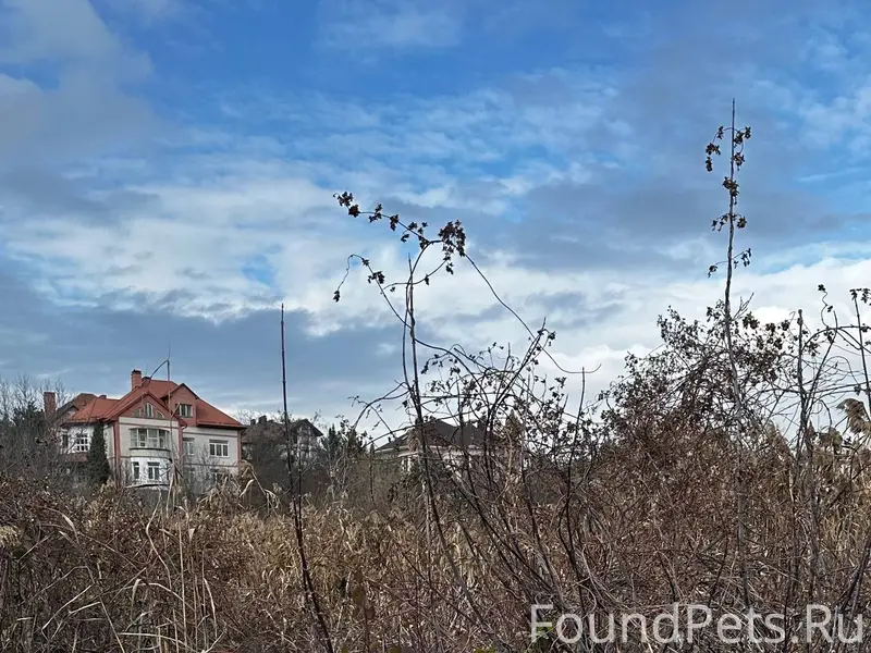 Добрый день. Найден кот в райо...