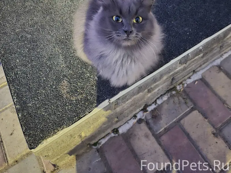 Найдена кошка на ЗЯБи возле 17...