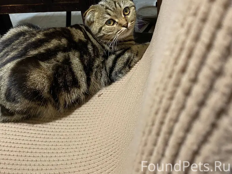 Пропала кошка, вислоухая, дома...