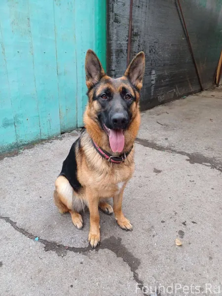 ❗️❗️❗️❗️❗️❗️Потерялась собака ...