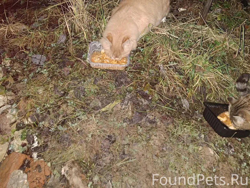 Найдена кошка/кот рыжий, видно...