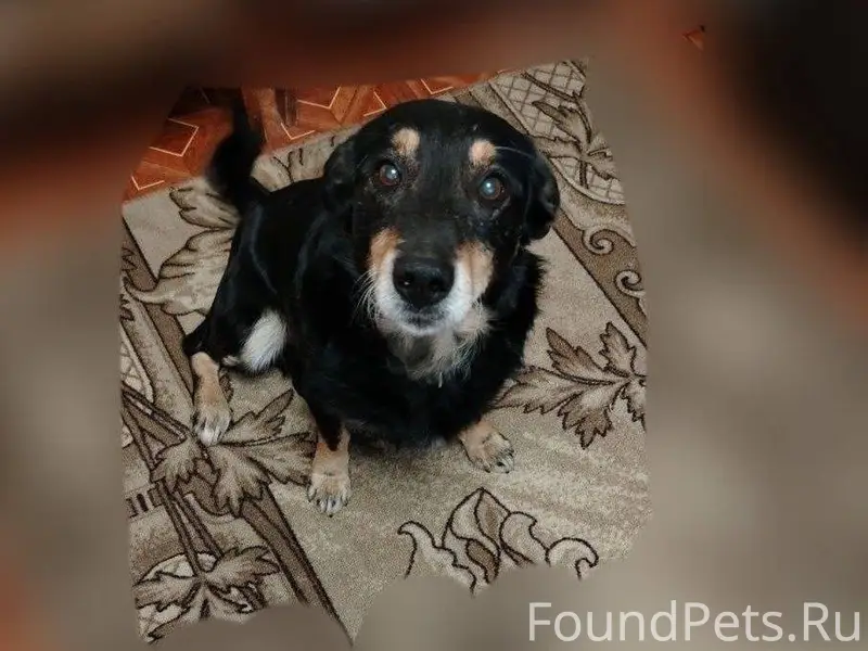 Пропала собака по кличке Малыш...