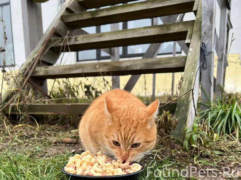 НАЙДЕН КОТ 🐱 Определённо был д...