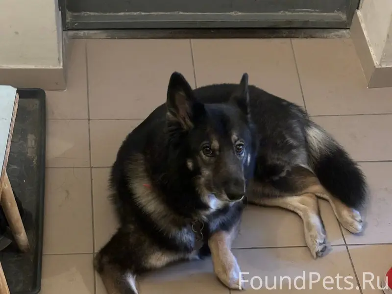 Помогите, пожалуйста, с поиско...