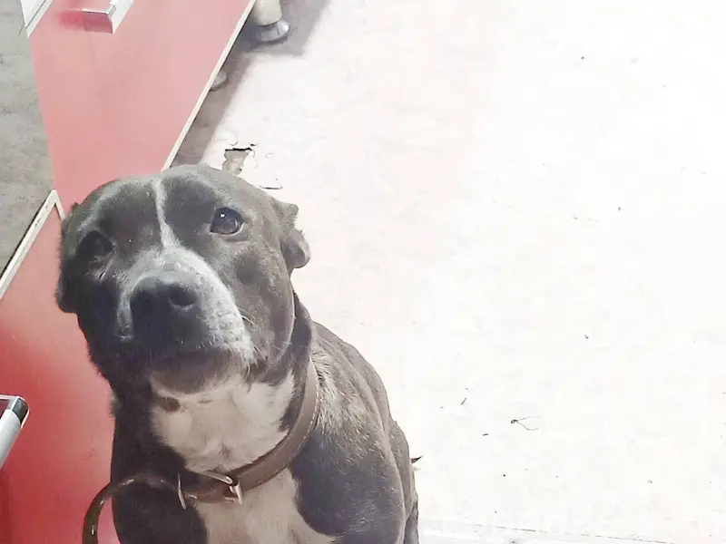 Пропала собака 04.12 в селе...