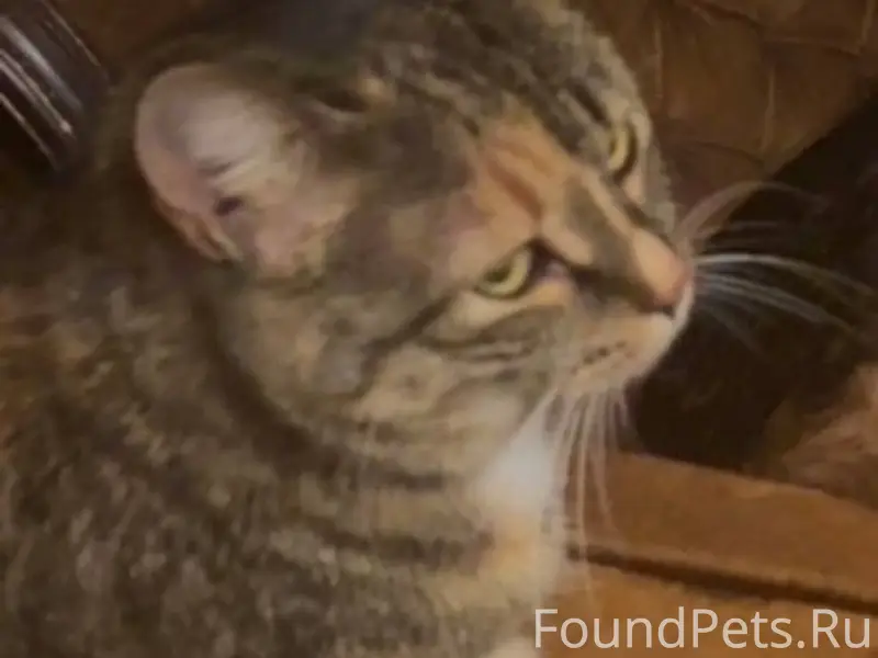 Срочно! Пропала кошка! Если кт...