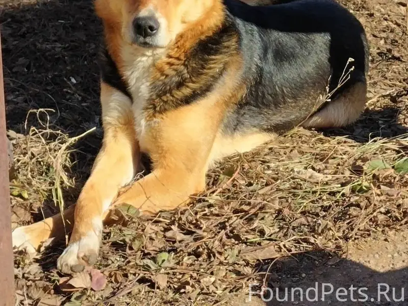 У нас пропал пес, может видел....