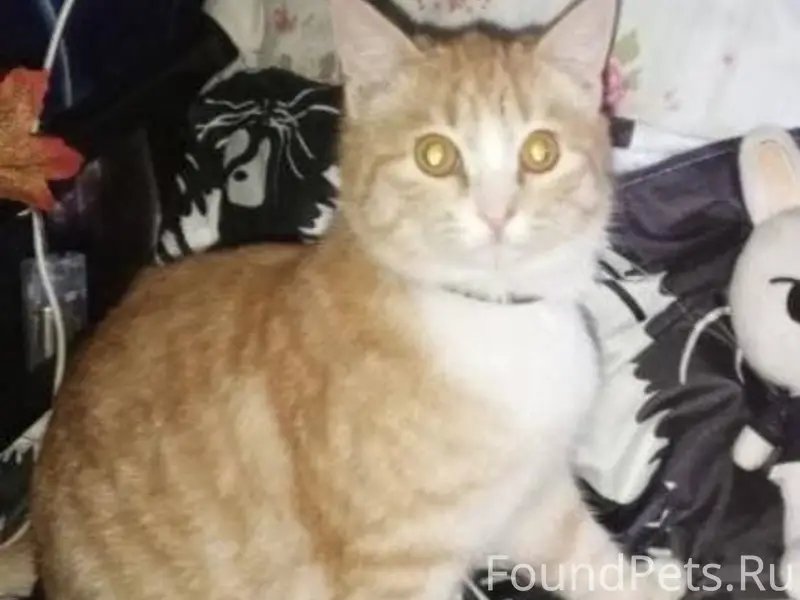 Здравствуйте!Пропал кот.В райо...