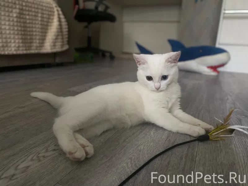 Пропала кошка в районе Химмаш ...