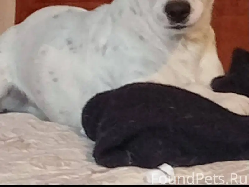 7 декабря пропала собака - пер...