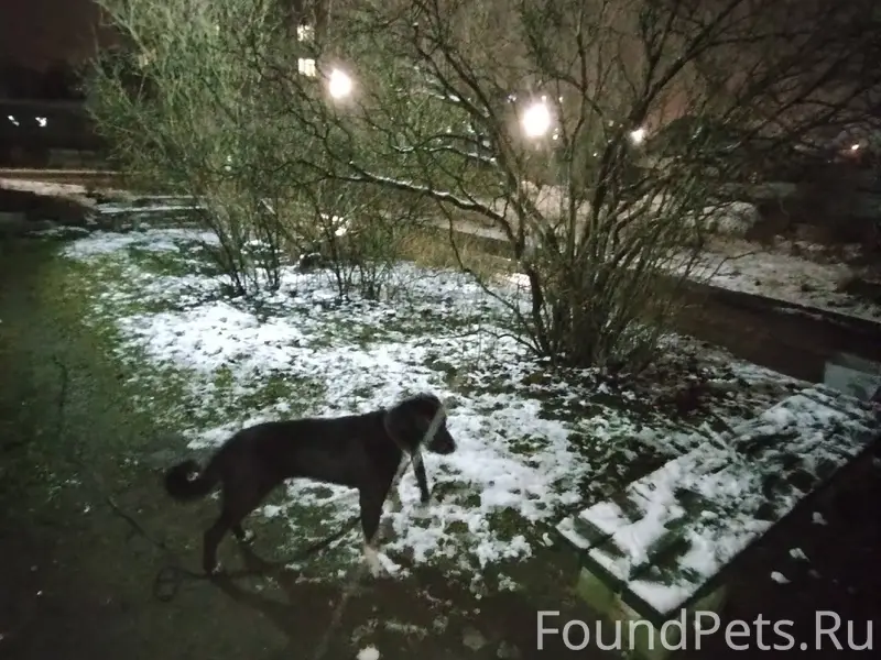 Чья собака потерялась, похоже ...