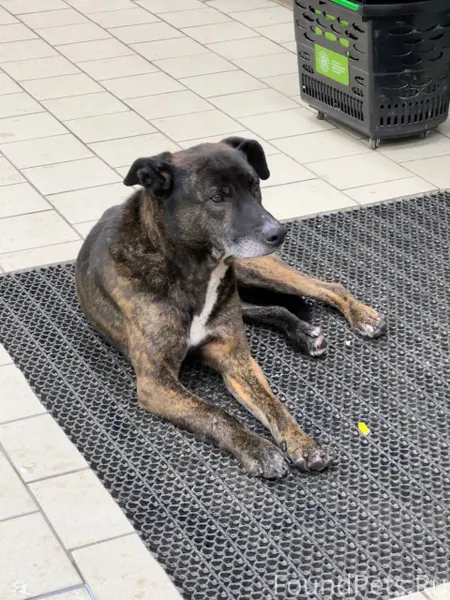 Добрый вечер, кто потерял соба...