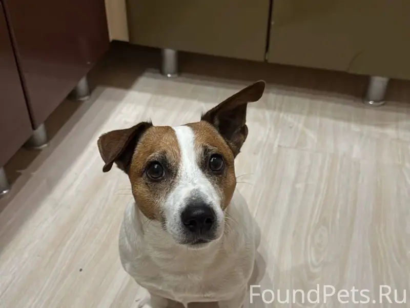 Потерялась собака 🆘 порода Дже...