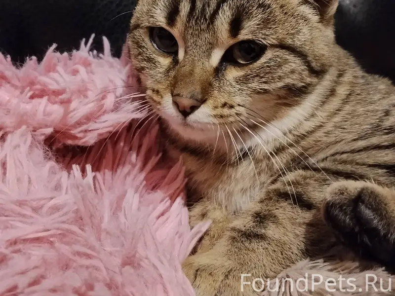 Найден кот 3-5 месяцев на...