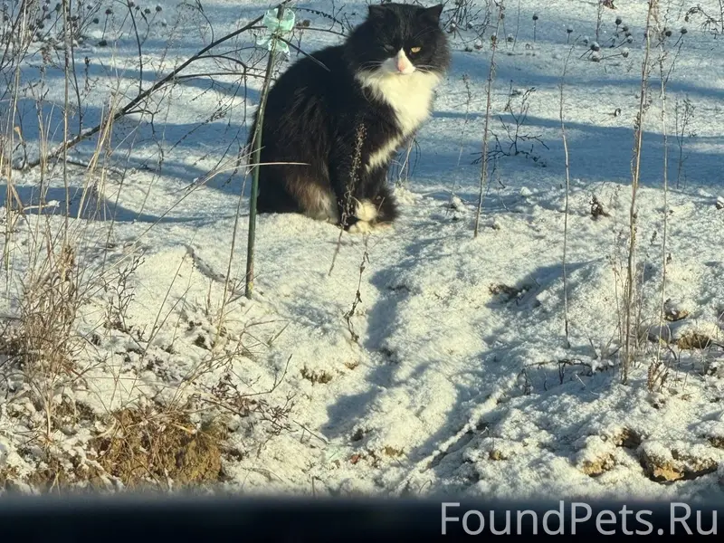 От населения . Найден шикарный...