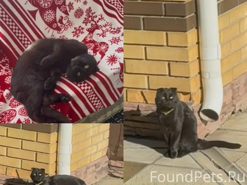 Пропал кот! Поселок Экодолье, ...