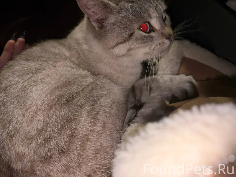 🆘найдена кошечка, в районе Кле...