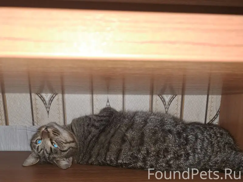 Добрый день! Найден кот во Фру...