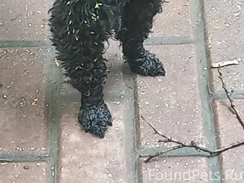 Пропала собака в районе крючко...