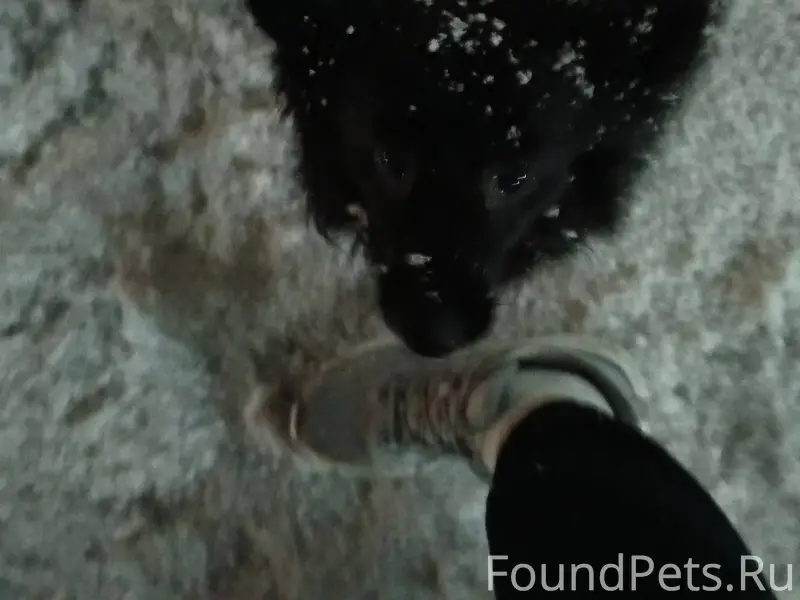 Здравствуйте, ПРОПАЛА СОБАКА, ...