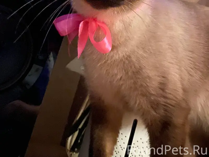 Пропал кот!!! 08.12.25 выбежал...