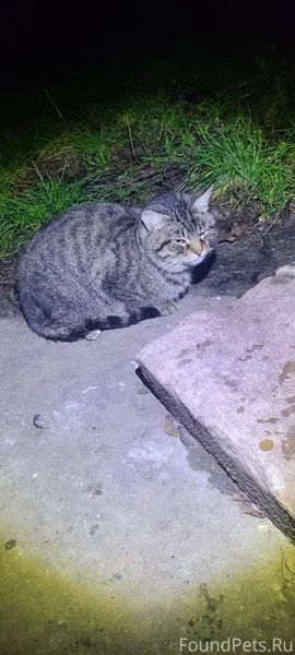 Срочно!Потеряшка?или очередное...