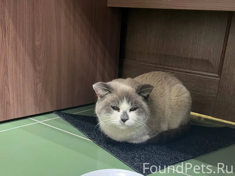 Ищем старого или нового хозяин...