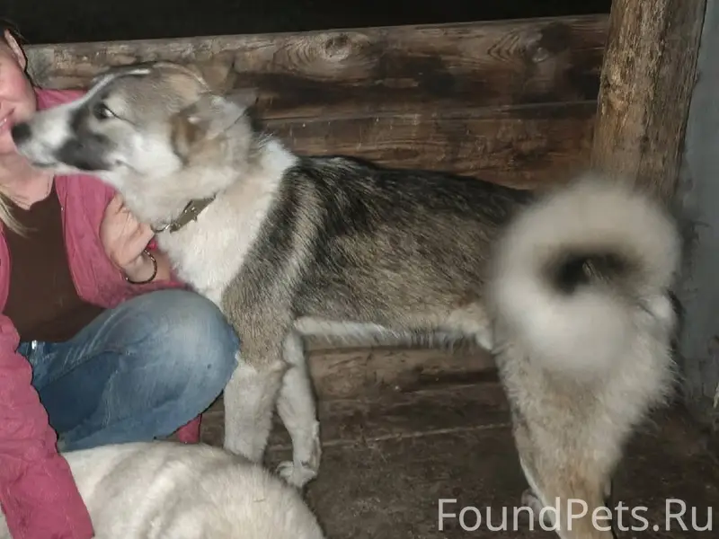 Потерялась собака в районе г. ...