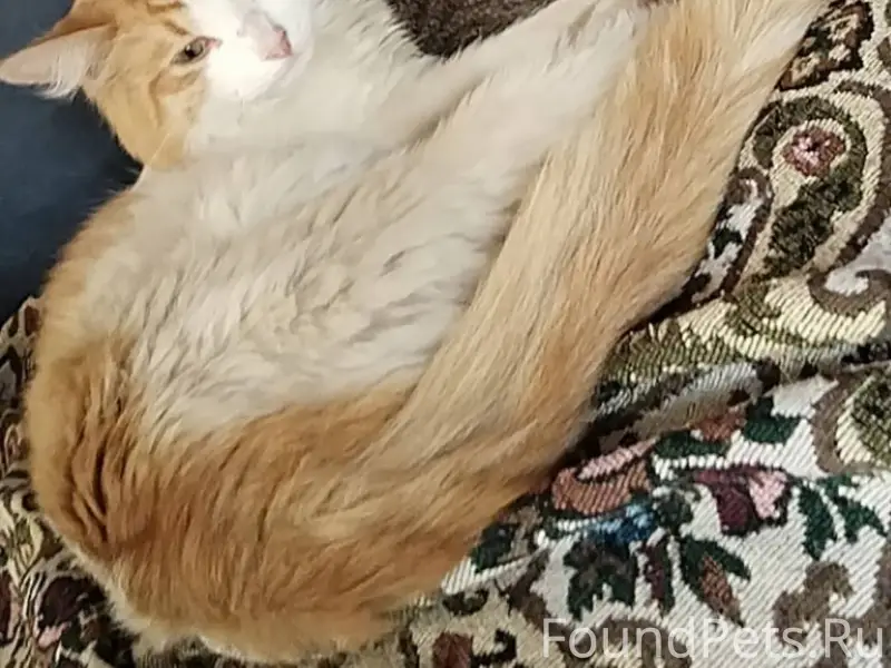 Пропал кот! Всегда приходил до...