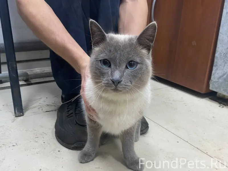 Нашли кошечку под капотом, чис...