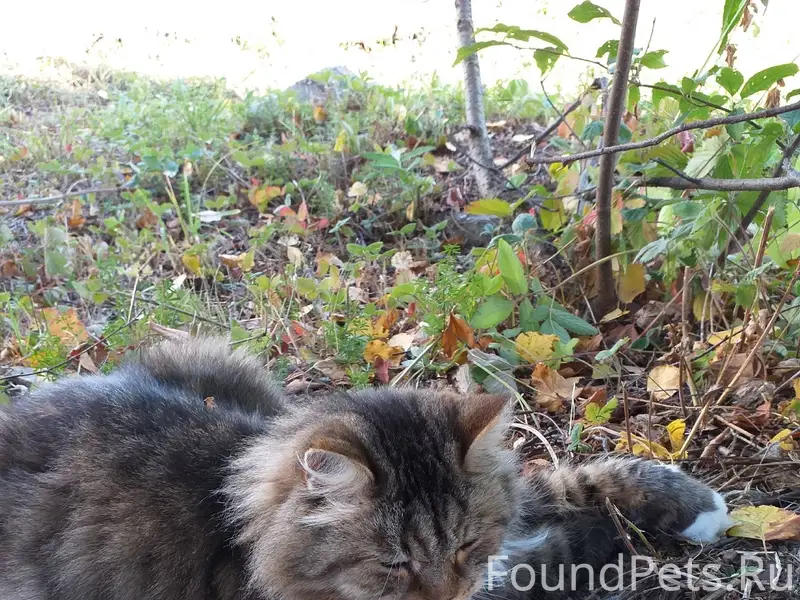 Пропал кот, если кто-то видел....