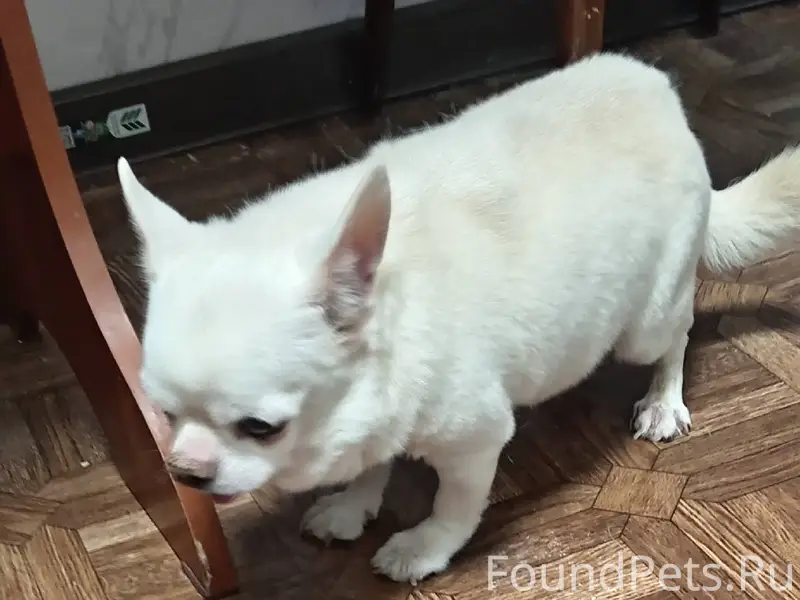 Ребята кто потерял, бегала одн...