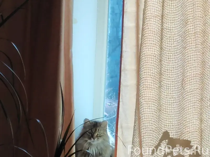 Пропала кошка в районе воскрес...