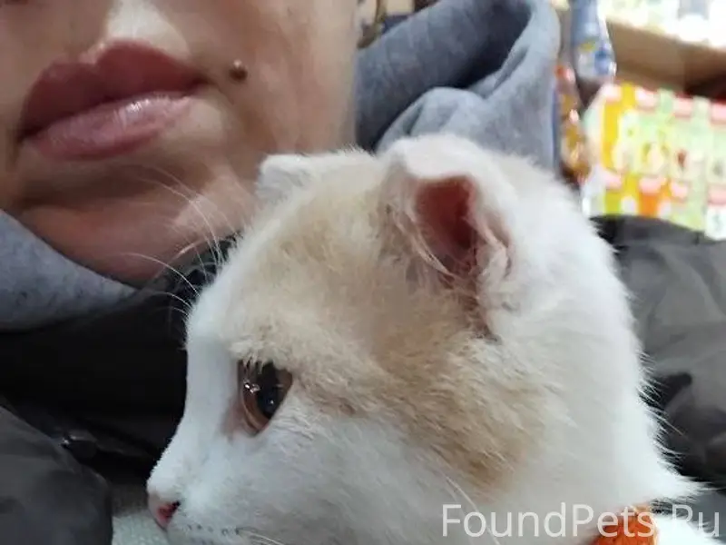 Найдена кошка! г. Симферополь,...