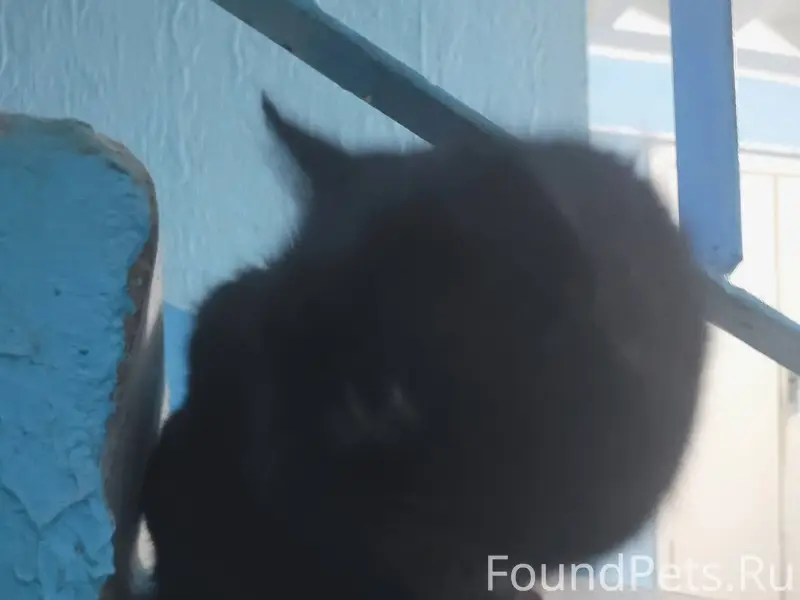 Кто так поступил со своим живо...