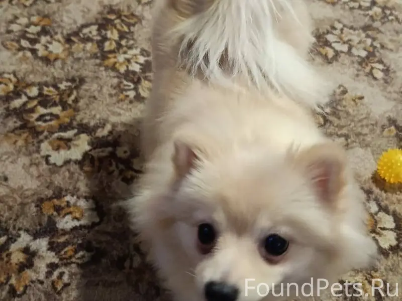 Пропала собака кто видел напиш...