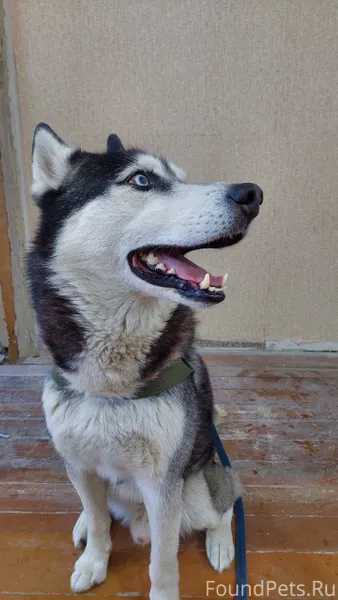 У кого то сбежал пёс. Помогите...