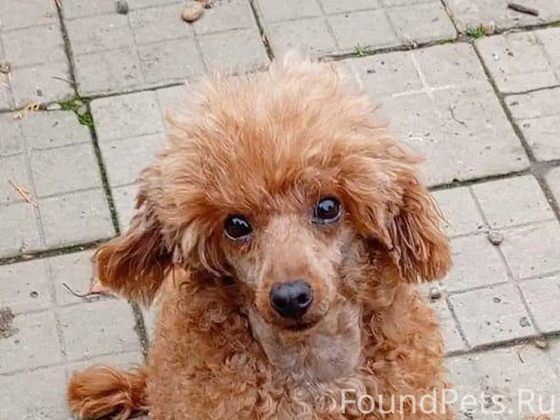 Пропала собака, утром 07.12.20...