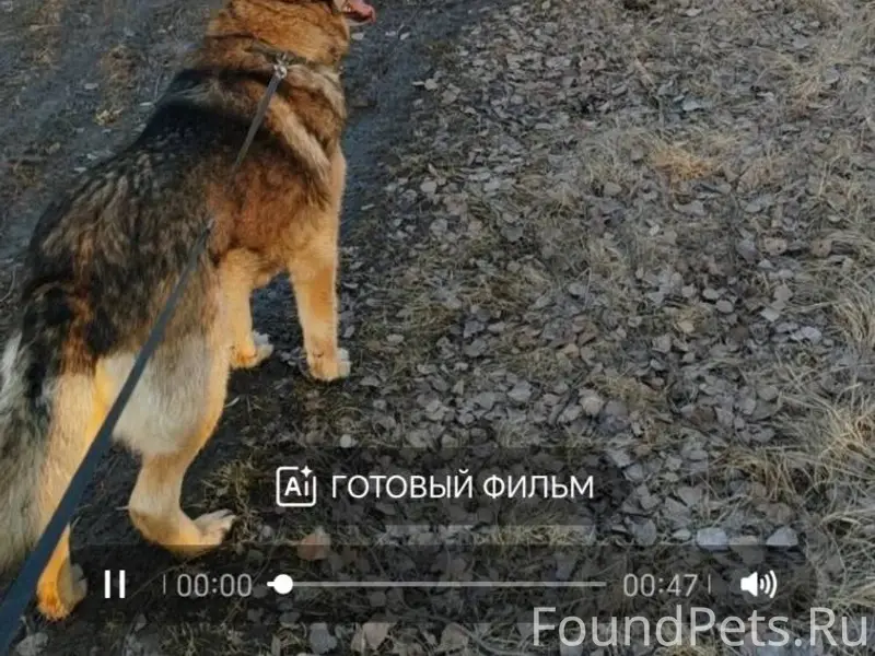 КИНЕШМА!! ПОМОГИТЕ НАЙТИ СОБАК...