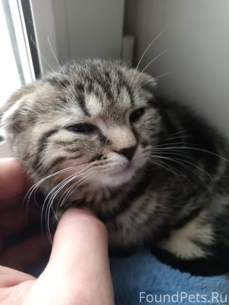 Пропала! кошка. Если нашли. Ве...