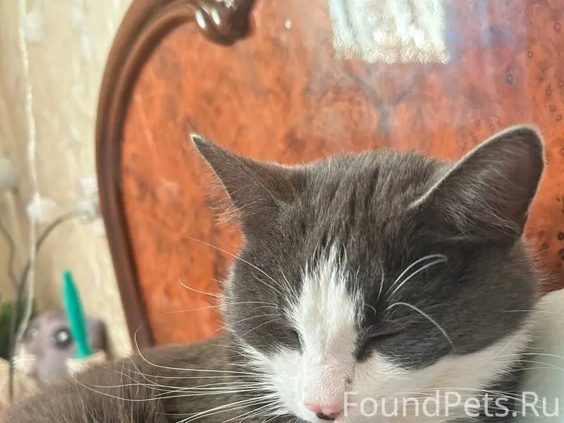 Пропал кот!!!!серая расцветка,...