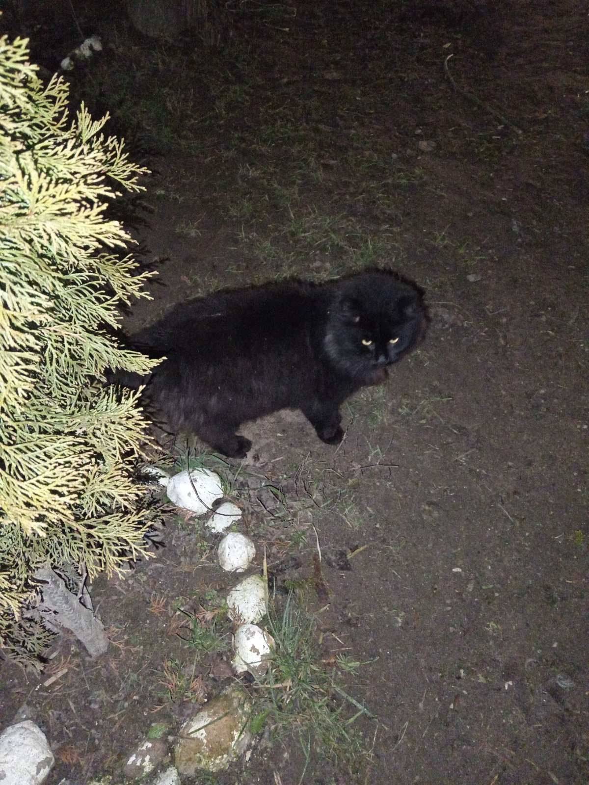 Замечен кот! В лесопарке Пышки...