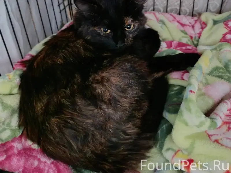 Сегодня утром рано найдена кош...