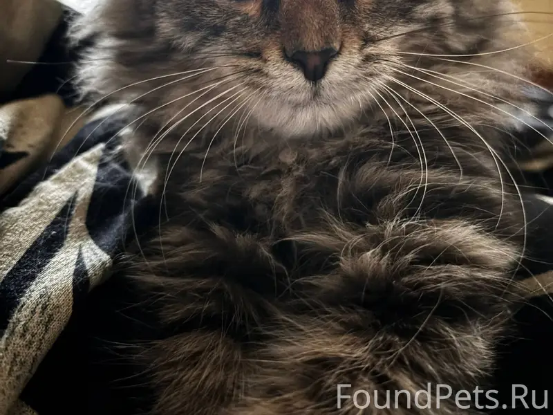 Пропал кот по кличке суета 😫.....