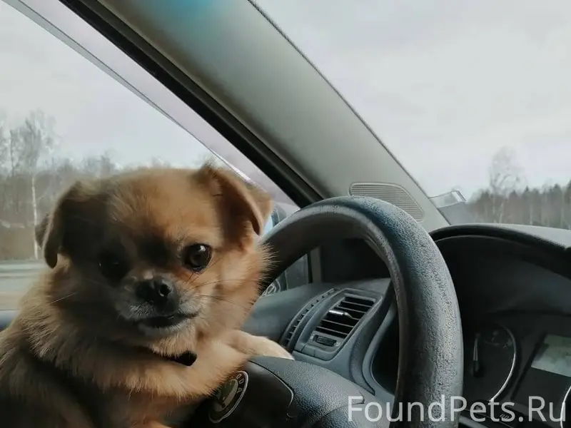 Пропала собака. По кличке Тайс...