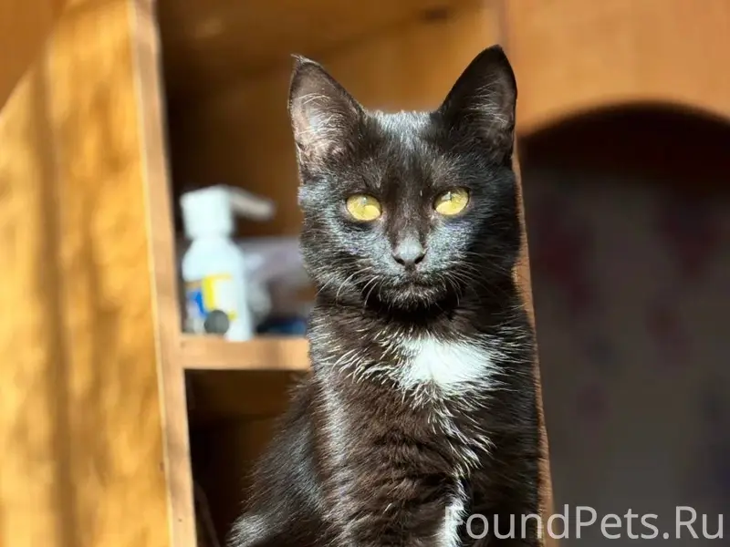 Пропал кот, откликается на имя...