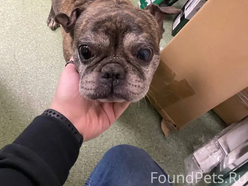 Найдена собака, Щелково - Жега...