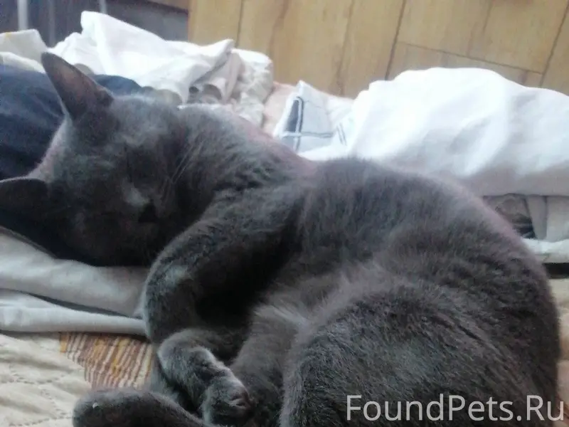 Пропал кот. Боязливый. Кличка ...