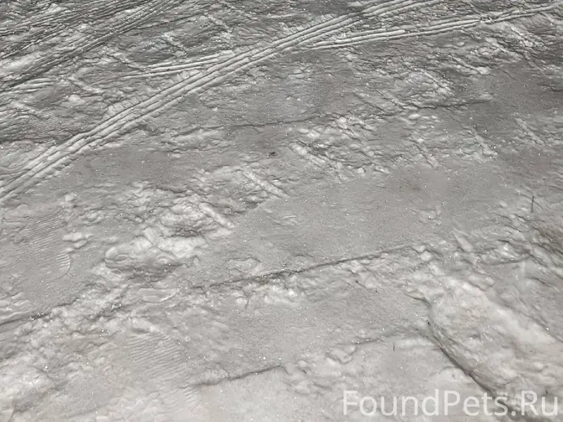 Чья-то собака который день ноч...