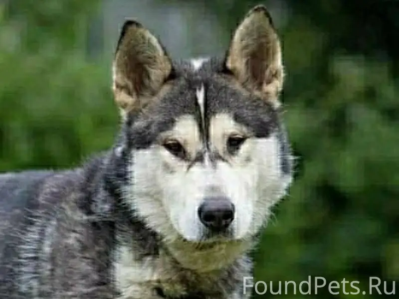 Замечательная собака Крис. Мал...